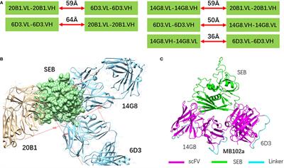 Computational Construction of a Single-Chain Bi-Paratopic Antibody Allosterically Inhibiting TCR-Staphylococcal Enterotoxin B Binding